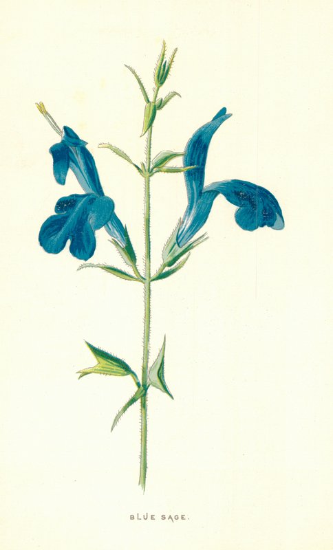 Sininen salvia tekijältä Frederick Edward Hulme