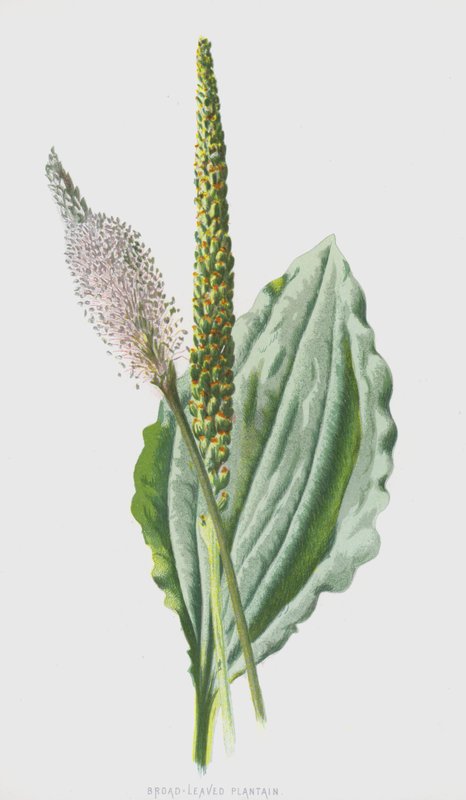 Leveälehtinen jauhobanaani (chromolitho) tekijältä Frederick Edward Hulme