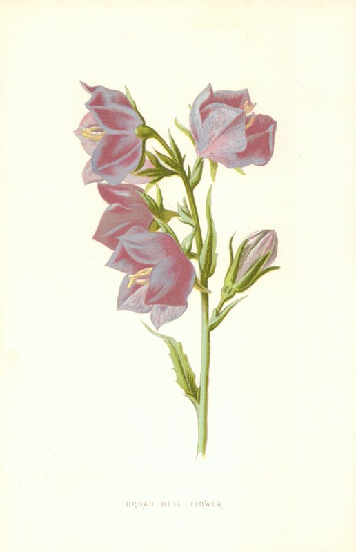 Leveä kellokukka tekijältä Frederick Edward Hulme