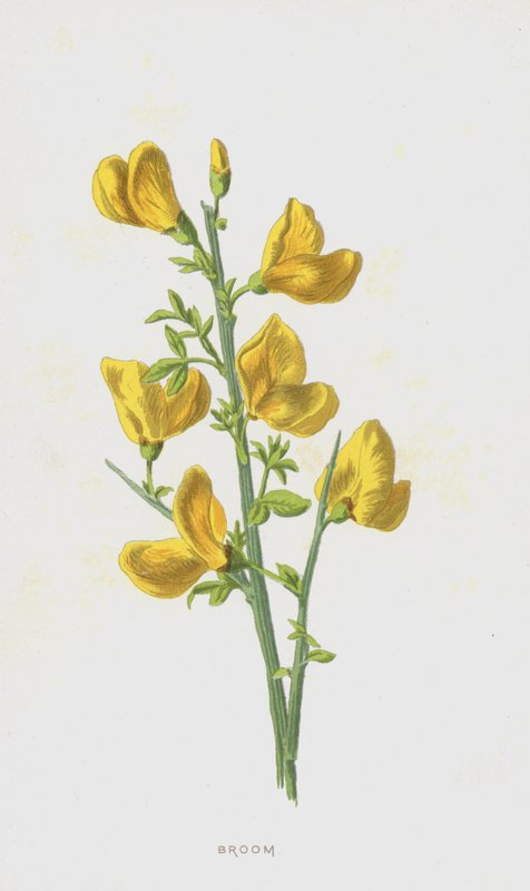 Luuta (chromolitho) tekijältä Frederick Edward Hulme