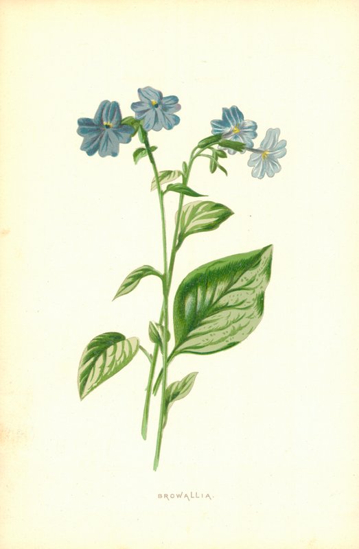 Browallia tekijältä Frederick Edward Hulme
