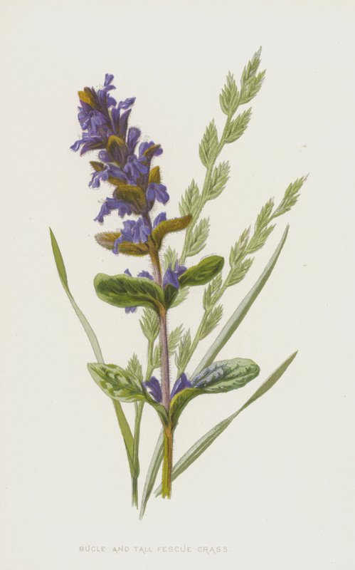 Bugle ja Tall nata ruoho (chromolitho) tekijältä Frederick Edward Hulme