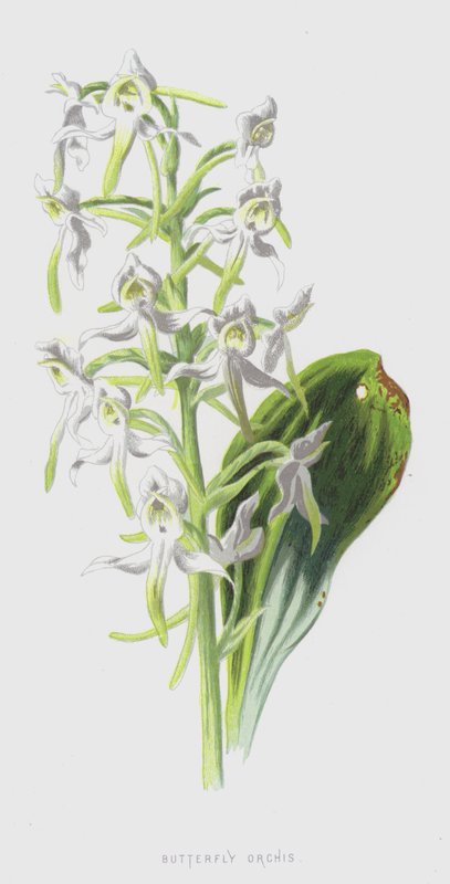 Butterfly Orchis (chromolitho) tekijältä Frederick Edward Hulme