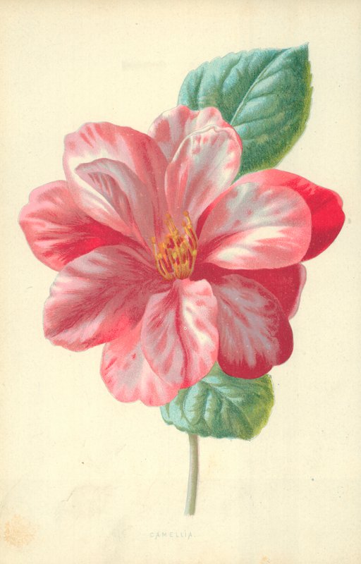 Camellia tekijältä Frederick Edward Hulme