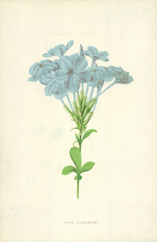 Cape Leadwort tekijältä Frederick Edward Hulme