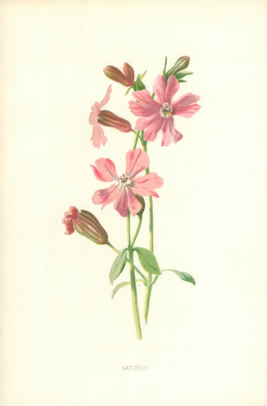 Catchfly tekijältä Frederick Edward Hulme