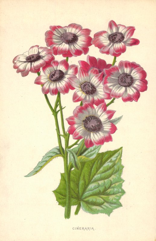 Cineraria tekijältä Frederick Edward Hulme