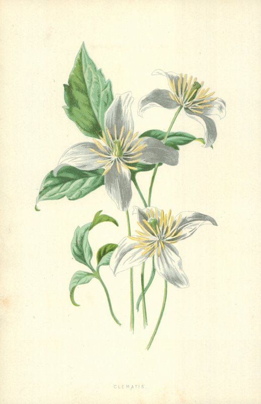 Elämänlanka tekijältä Frederick Edward Hulme