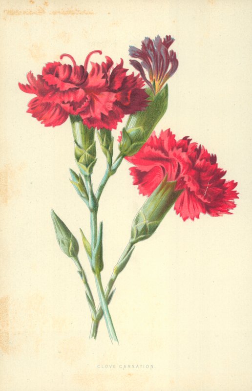 Neilikka Neilikka tekijältä Frederick Edward Hulme
