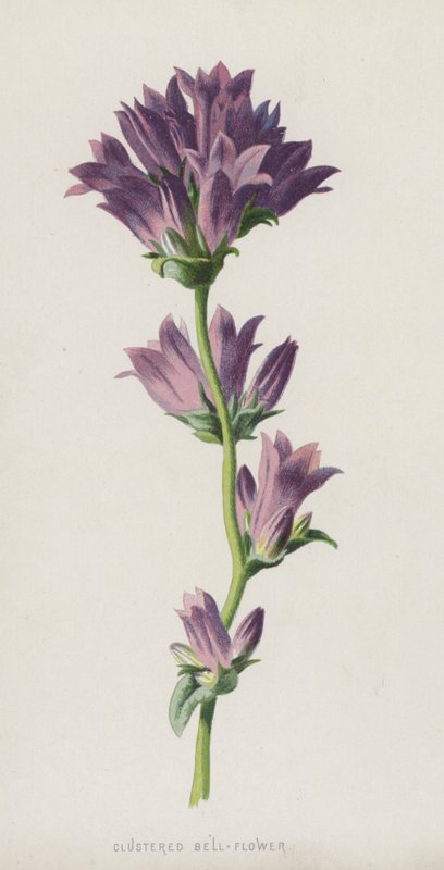 Klusteroitu kellokukka (chromolitho) tekijältä Frederick Edward Hulme