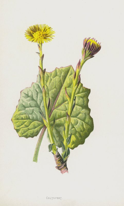 Coltsfoot (chromolitho) tekijältä Frederick Edward Hulme