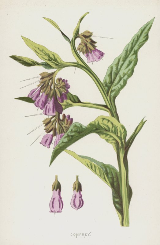 Comfrey (chromolitho) tekijältä Frederick Edward Hulme