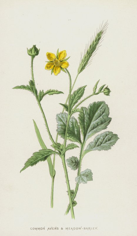 Common Avens ja niittyohra (chromolitho) tekijältä Frederick Edward Hulme