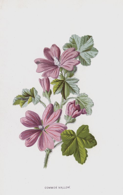 tavallinen malva (chromolitho) tekijältä Frederick Edward Hulme