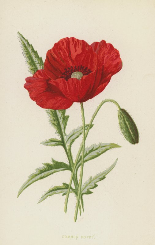 Unikko (chromolitho) tekijältä Frederick Edward Hulme