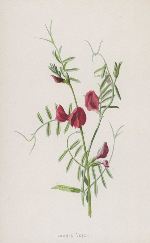 Tavallinen virna (chromolitho) tekijältä Frederick Edward Hulme