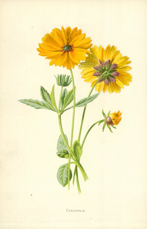 Coreopsis tekijältä Frederick Edward Hulme