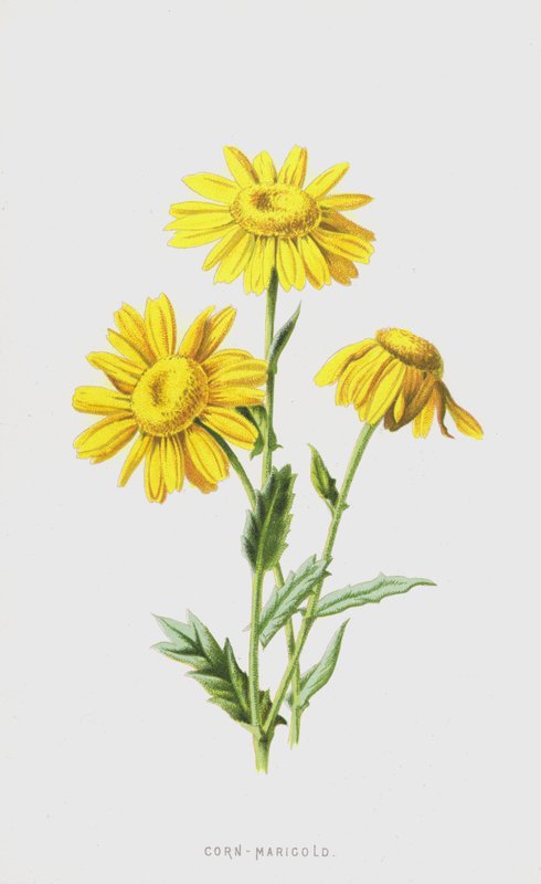Maissi-kehäkukka (chromolitho) tekijältä Frederick Edward Hulme