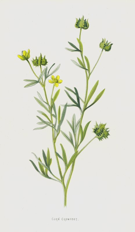 Corn Crowfoot (chromolitho) tekijältä Frederick Edward Hulme