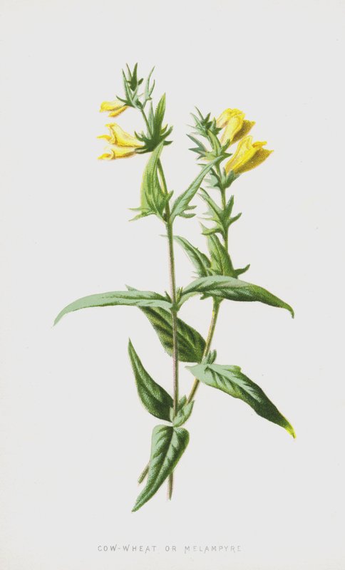 Lehmävehnä tai melampyre (chromolitho) tekijältä Frederick Edward Hulme