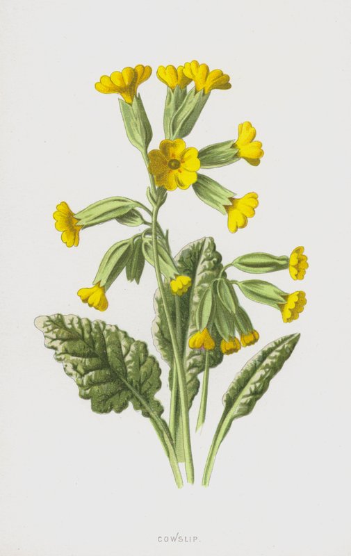 Cowslip (chromolitho) tekijältä Frederick Edward Hulme