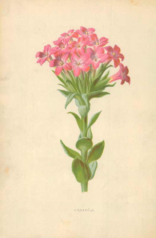 Crassula tekijältä Frederick Edward Hulme