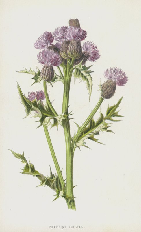 Hiipivä ohdake (chromolitho) tekijältä Frederick Edward Hulme