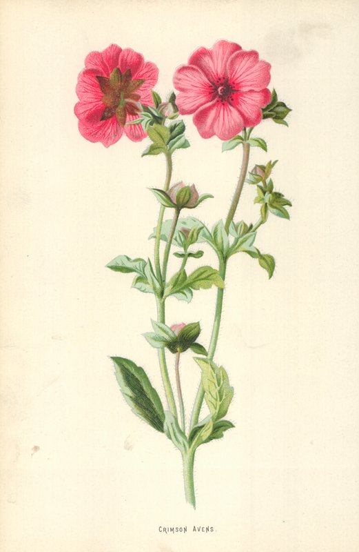Crimson Avens tekijältä Frederick Edward Hulme