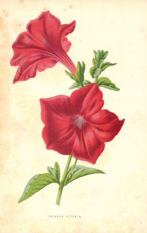 Crimson Petunia tekijältä Frederick Edward Hulme