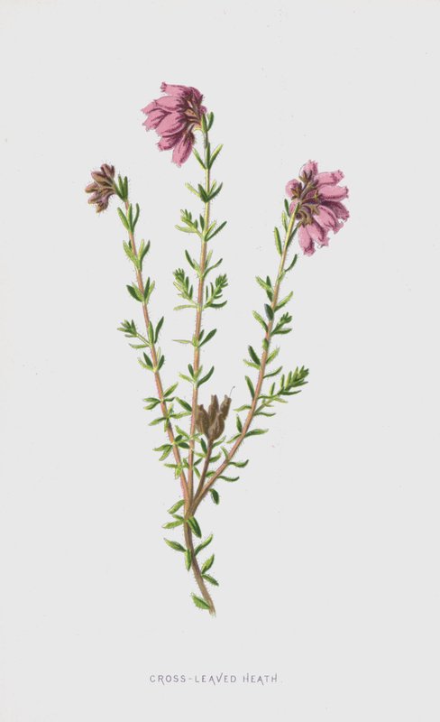 Cross-Leaved Heath (chromolitho) tekijältä Frederick Edward Hulme