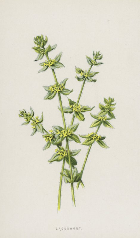 Ristimato (chromolitho) tekijältä Frederick Edward Hulme
