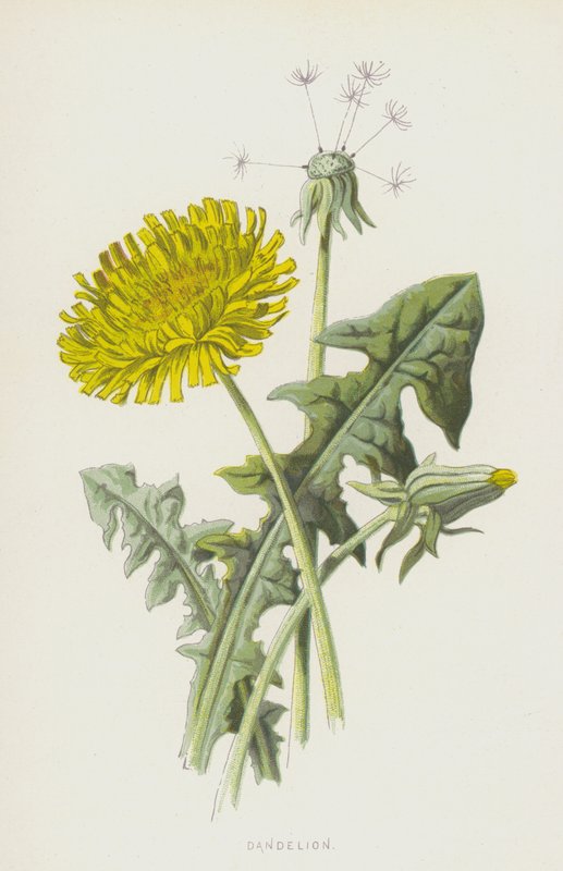 Voikukka (chromolitho) tekijältä Frederick Edward Hulme