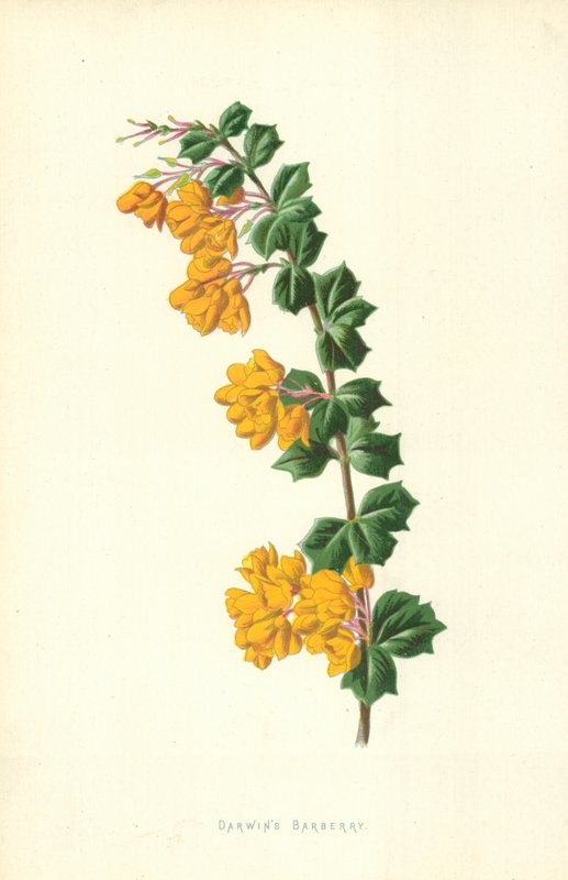 Darwinin barberry tekijältä Frederick Edward Hulme