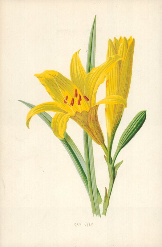 Päivä Lily tekijältä Frederick Edward Hulme