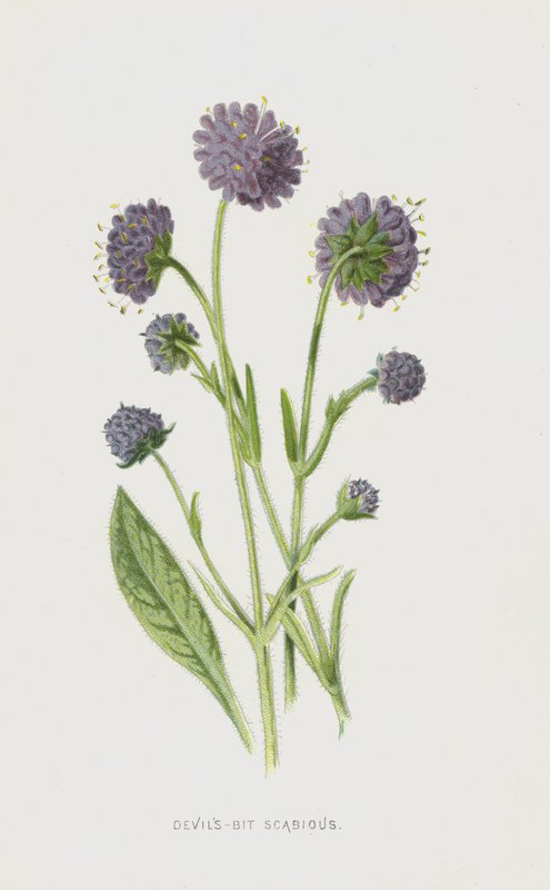 Devils-Bit Scabious (chromolitho) tekijältä Frederick Edward Hulme