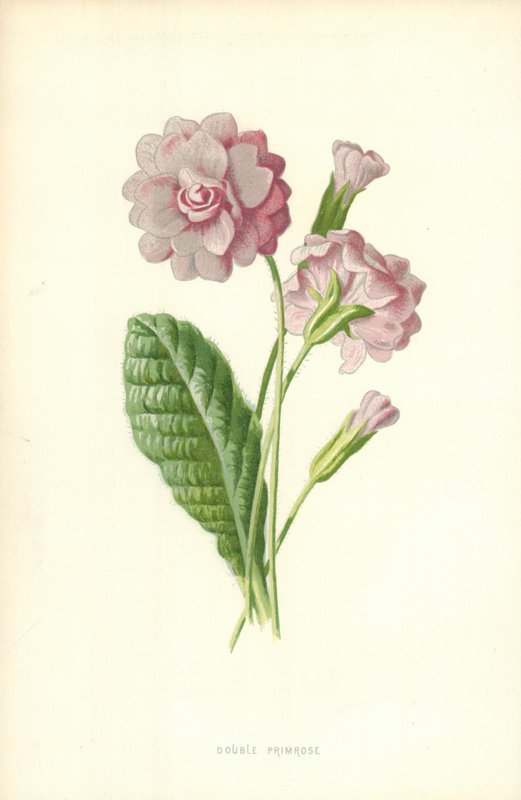 Double Primrose tekijältä Frederick Edward Hulme