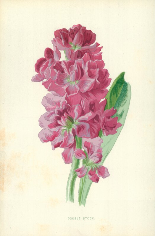 Double Stock tekijältä Frederick Edward Hulme