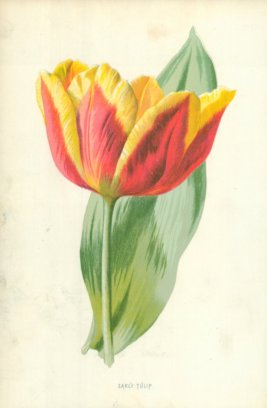 Varhainen tulppaani tekijältä Frederick Edward Hulme