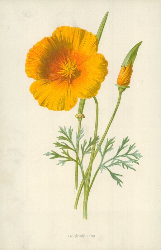 Eschscholtzia tekijältä Frederick Edward Hulme