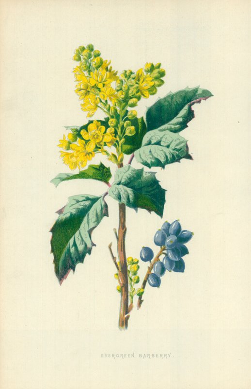Evergreen Barberry tekijältä Frederick Edward Hulme