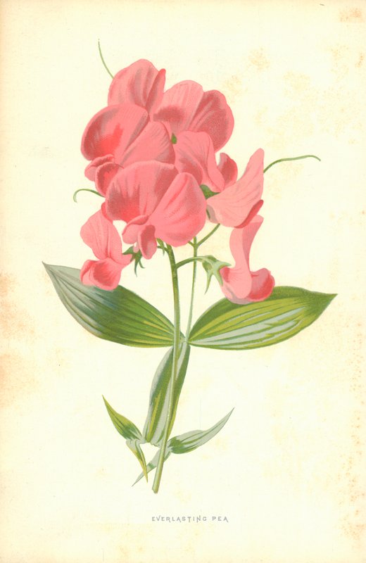 Ikuinen herne tekijältä Frederick Edward Hulme
