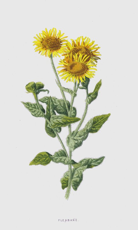 Fleabane (chromolitho) tekijältä Frederick Edward Hulme