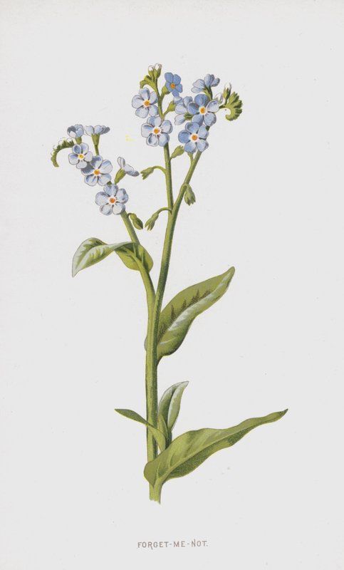 Älä unohda minua (chromolitho) tekijältä Frederick Edward Hulme
