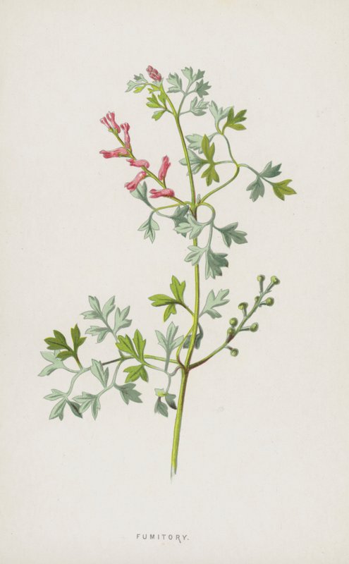 Fumitory (chromolitho) tekijältä Frederick Edward Hulme