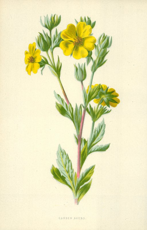 Puutarha Avens tekijältä Frederick Edward Hulme
