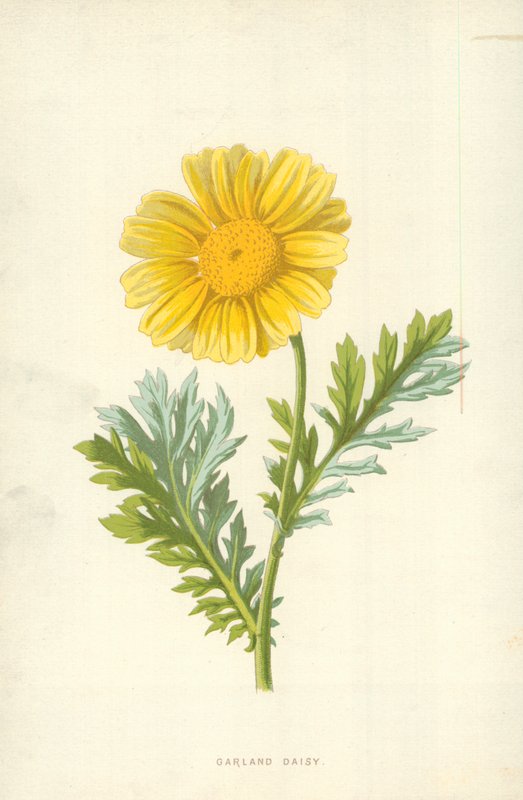 Garland Daisy tekijältä Frederick Edward Hulme