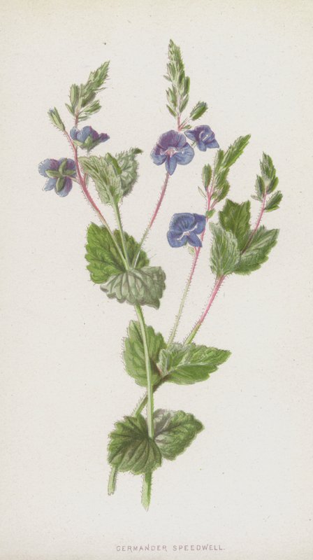 Germander Speedwell (chromolitho) tekijältä Frederick Edward Hulme