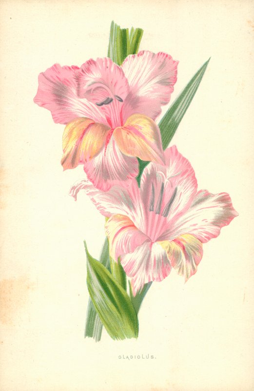 Gladiolus tekijältä Frederick Edward Hulme