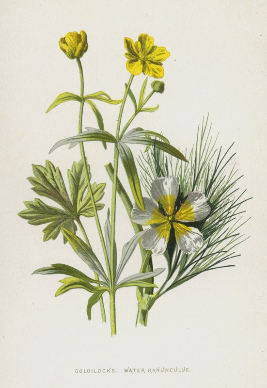 Kultakutri, Water Ranunculus (chromolitho) tekijältä Frederick Edward Hulme