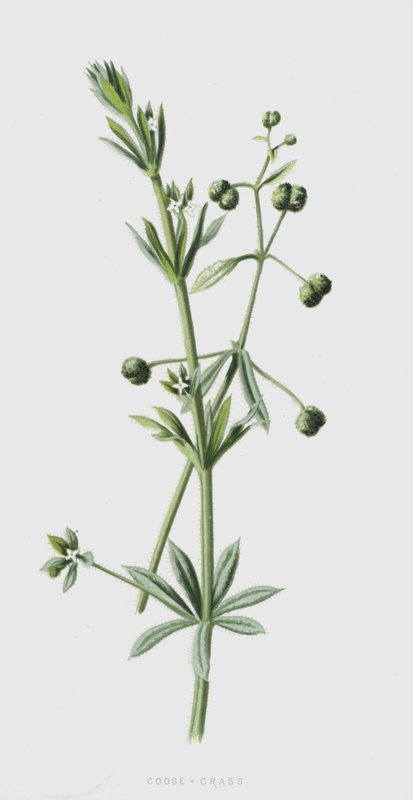 Hanhenruoho (chromolitho) tekijältä Frederick Edward Hulme